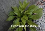Gosan Gold Mist